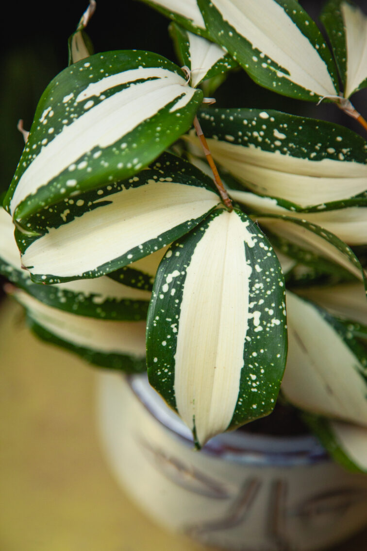 Zdjęcie rosliny doniczkowej Dracaena Milky Way, ujęcie 2