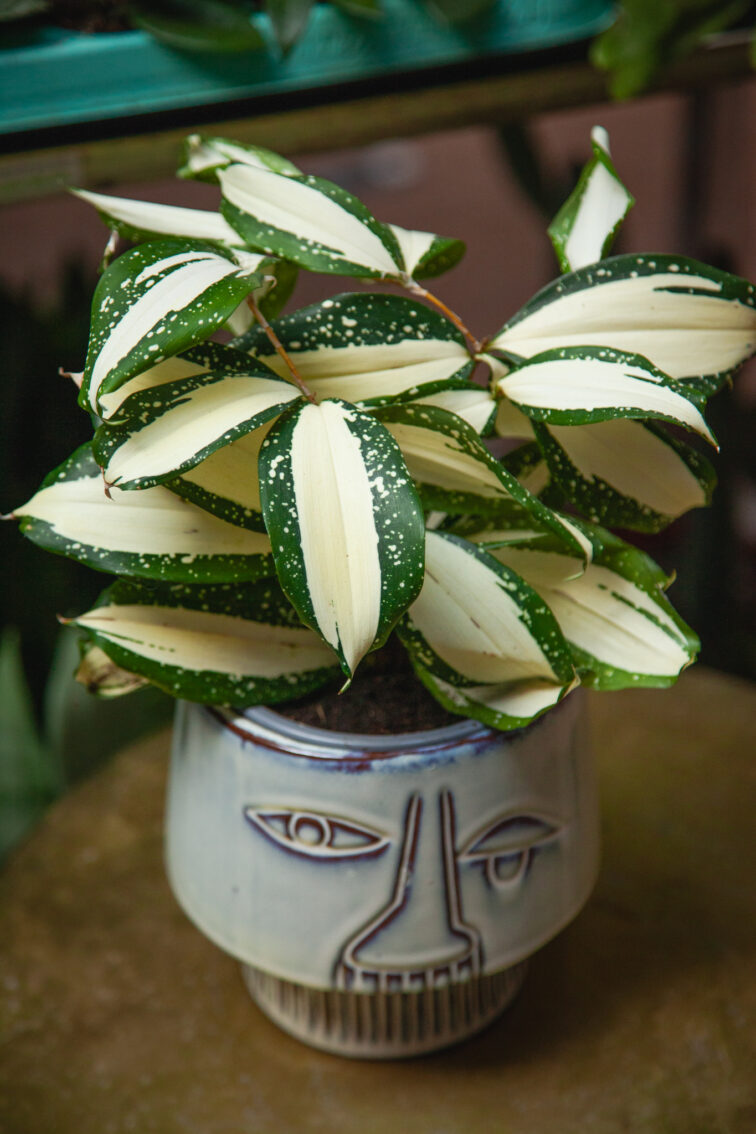 Zdjęcie rosliny doniczkowej Dracaena Milky Way, ujęcie 3