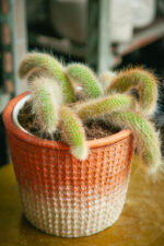 Zdjęcie rosliny doniczkowej Hildewinteria colademoninis, ujęcie 1