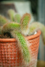 Zdjęcie rosliny doniczkowej Hildewinteria colademoninis, ujęcie 2