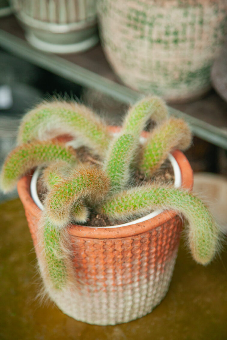 Zdjęcie rosliny doniczkowej Hildewinteria colademoninis, ujęcie 3