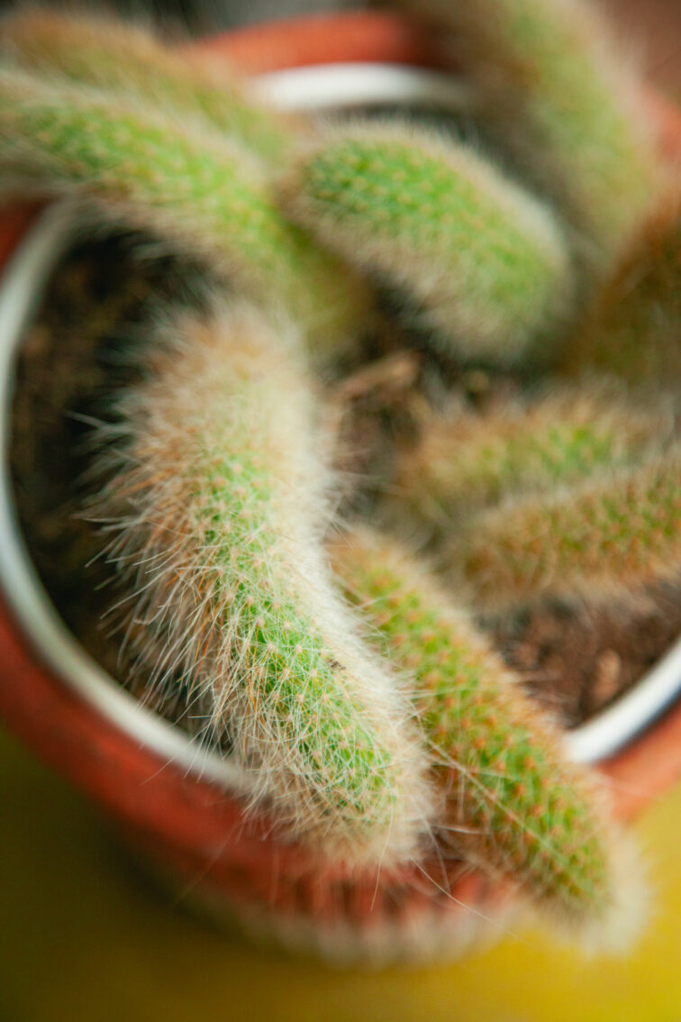 Zdjęcie rosliny doniczkowej Hildewinteria colademoninis, ujęcie 4