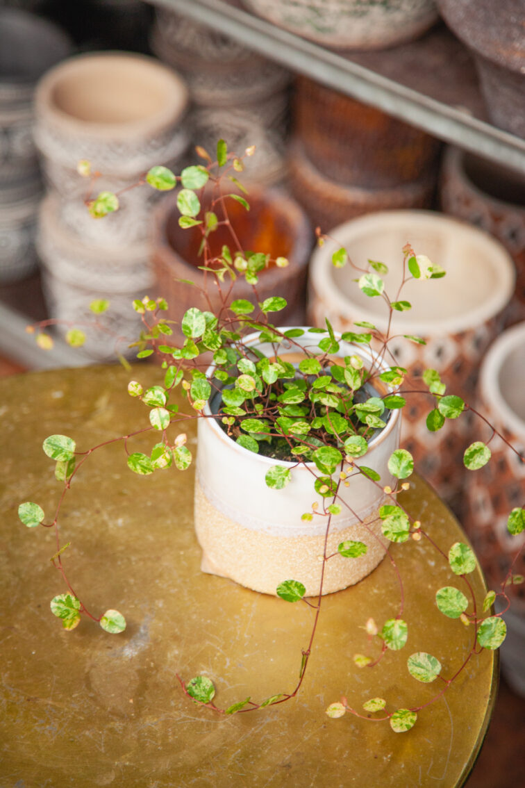 Zdjęcie rosliny doniczkowej Muehlenbeckia australis Pink Camouflage, ujęcie 1