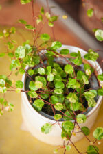 Zdjęcie rosliny doniczkowej Muehlenbeckia australis Pink Camouflage, ujęcie 2