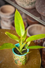 Zdjęcie rosliny doniczkowej Philodendron Calkins Gold, ujęcie 1