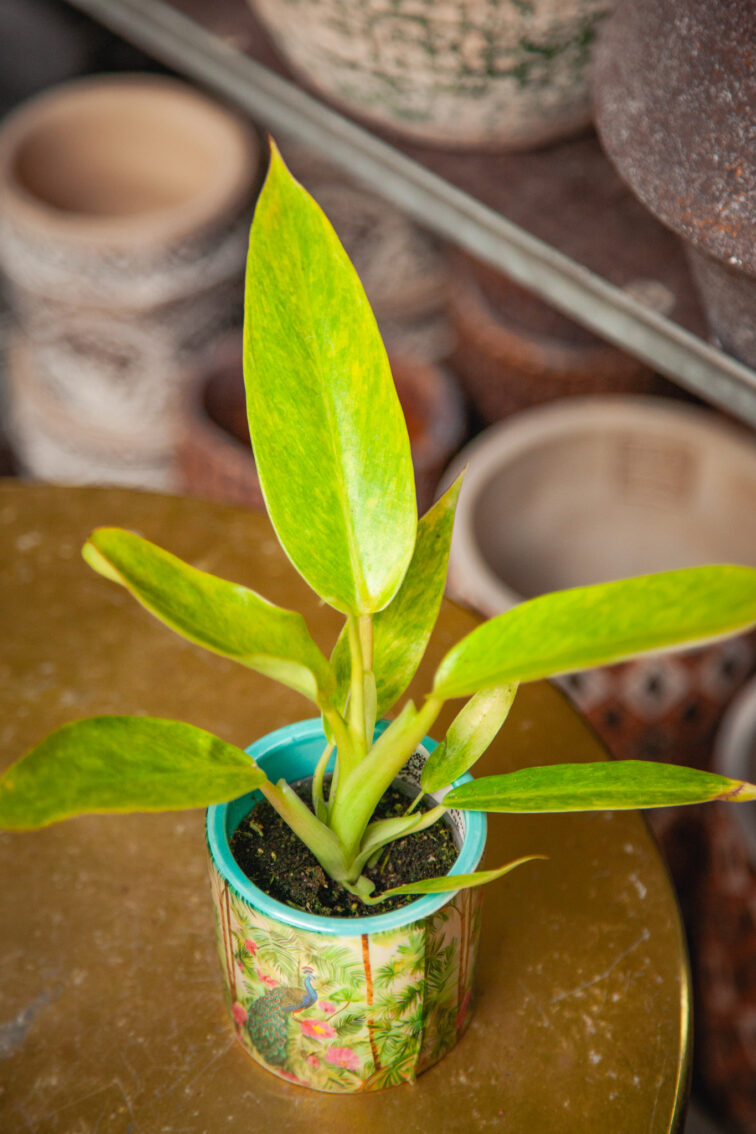 Zdjęcie rosliny doniczkowej Philodendron Calkins Gold, ujęcie 1