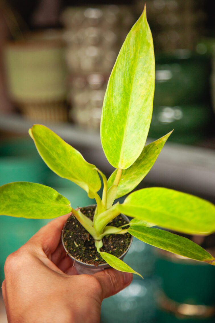 Zdjęcie rosliny doniczkowej Philodendron Calkins Gold, ujęcie 2