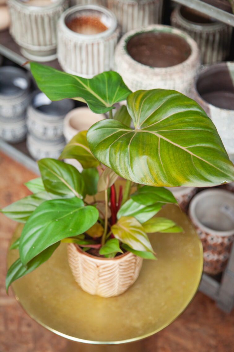 Zdjęcie rosliny doniczkowej Philodendron Summer Glory, ujęcie 1