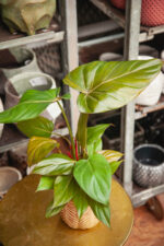 Zdjęcie rosliny doniczkowej Philodendron Summer Glory, ujęcie 2