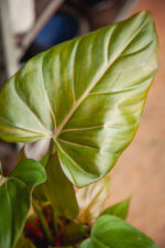 Zdjęcie rosliny doniczkowej Philodendron Summer Glory, ujęcie 3