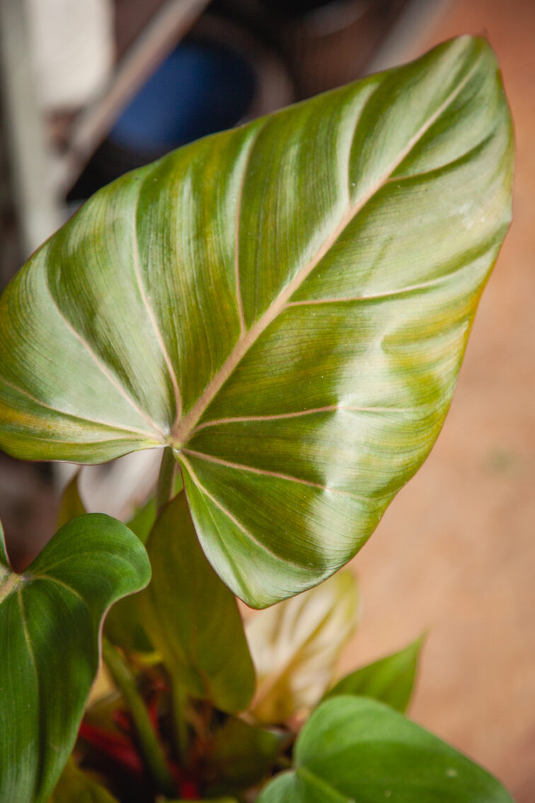 Zdjęcie rosliny doniczkowej Philodendron Summer Glory, ujęcie 3