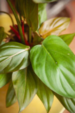 Zdjęcie rosliny doniczkowej Philodendron Summer Glory, ujęcie 4