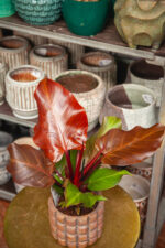Zdjęcie rosliny doniczkowej Philodendron Sunlight, ujęcie 1