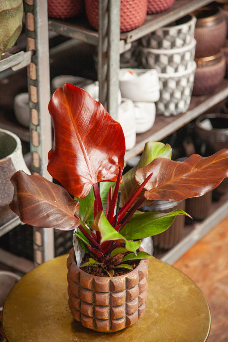 Zdjęcie rosliny doniczkowej Philodendron Sunlight, ujęcie 2