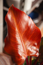 Zdjęcie rosliny doniczkowej Philodendron Sunlight, ujęcie 3