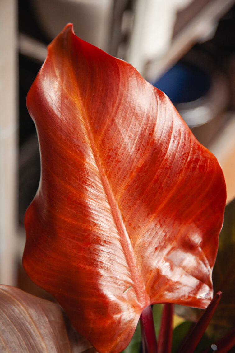 Zdjęcie rosliny doniczkowej Philodendron Sunlight, ujęcie 3