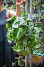 Zdjęcie rosliny doniczkowej Scindapsus pictus Trebie, ujęcie 1