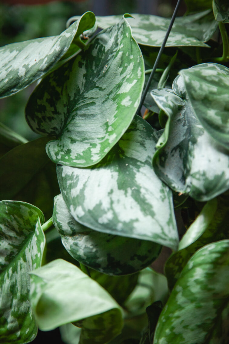 Zdjęcie rosliny doniczkowej Scindapsus pictus Trebie, ujęcie 2