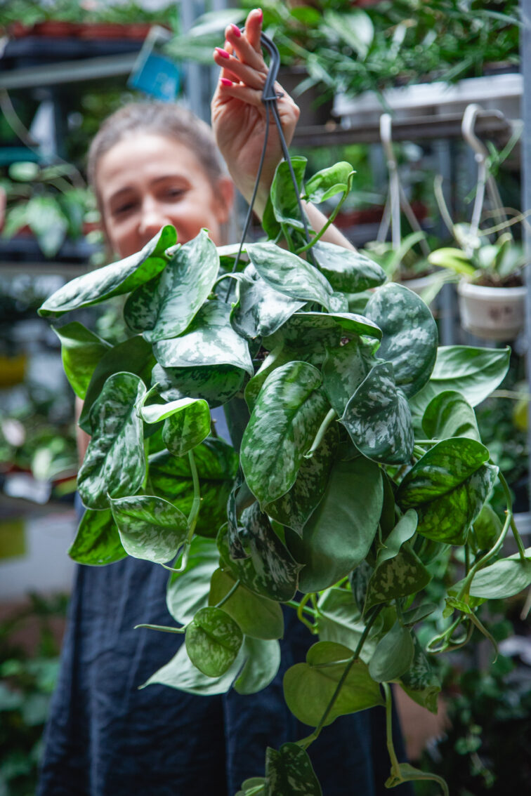 Zdjęcie rosliny doniczkowej Scindapsus pictus Trebie, ujęcie 3