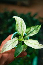 Zdjęcie rosliny doniczkowej Spathiphyllum Sensation variegata, ujęcie 1