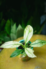 Zdjęcie rosliny doniczkowej Spathiphyllum Sensation variegata, ujęcie 2