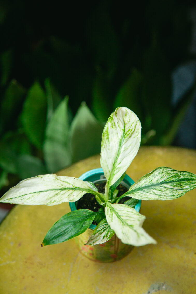 Zdjęcie rosliny doniczkowej Spathiphyllum Sensation variegata, ujęcie 2