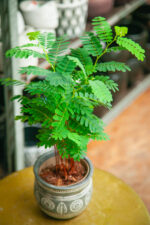 Zdjęcie rosliny doniczkowej Tamarindus indica, ujęcie 1