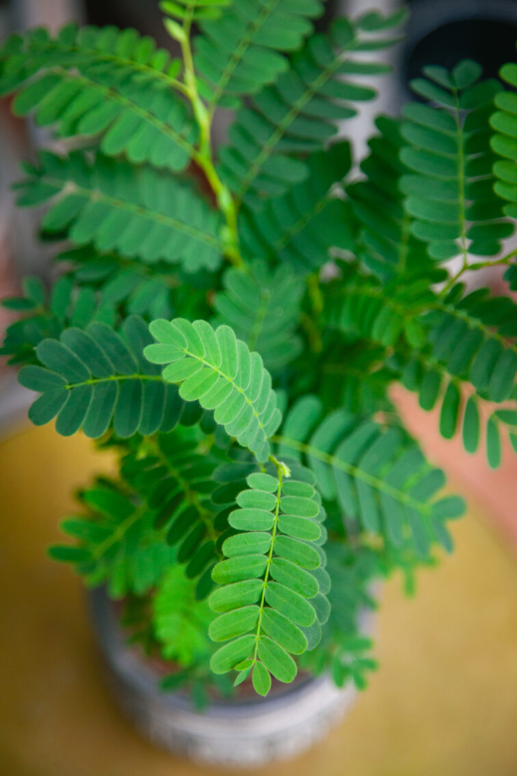 Zdjęcie rosliny doniczkowej Tamarindus indica, ujęcie 2