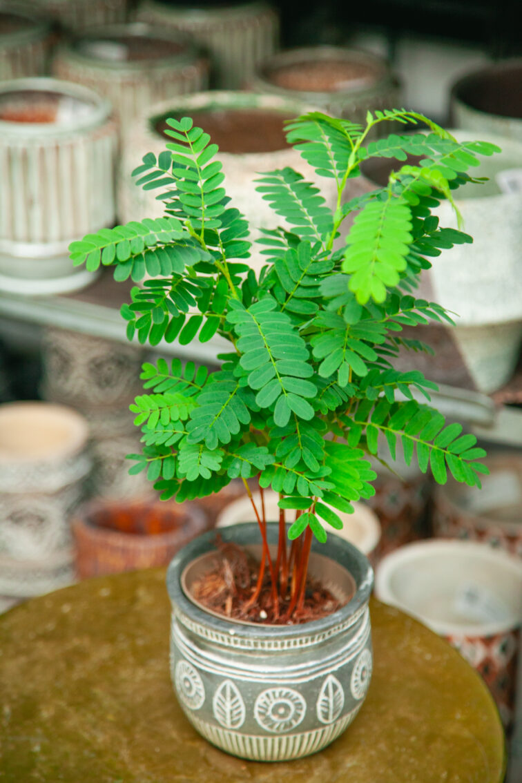 Zdjęcie rosliny doniczkowej Tamarindus indica, ujęcie 3