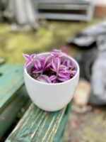 Zdjęcie rosliny doniczkowej Tradescantia Pink Paradise, ujęcie 1