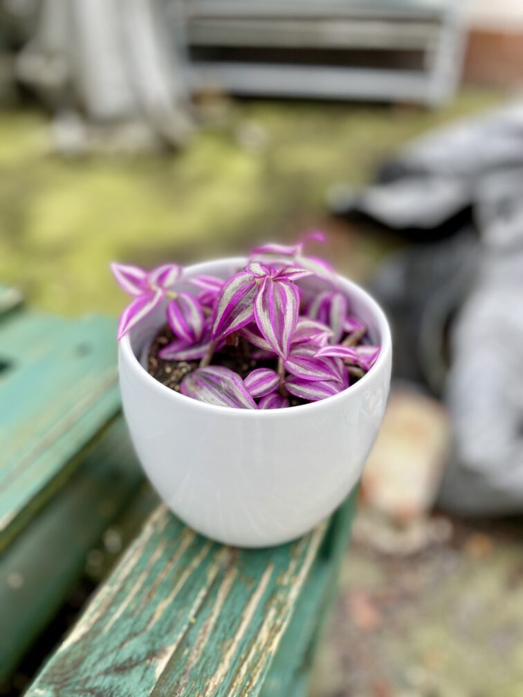 Zdjęcie rosliny doniczkowej Tradescantia Pink Paradise, ujęcie 1