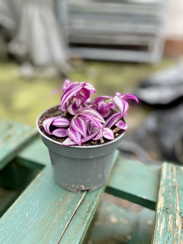 Zdjęcie rosliny doniczkowej Tradescantia Pink Paradise, ujęcie 2