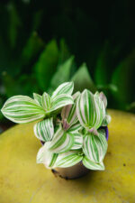 Zdjęcie rosliny doniczkowej Tradescantia Unicorn, ujęcie 1
