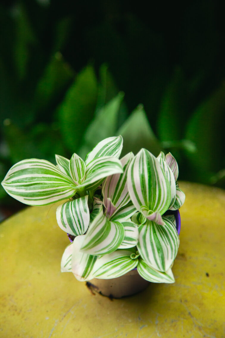 Zdjęcie rosliny doniczkowej Tradescantia Unicorn, ujęcie 1