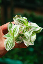 Zdjęcie rosliny doniczkowej Tradescantia Unicorn, ujęcie 2